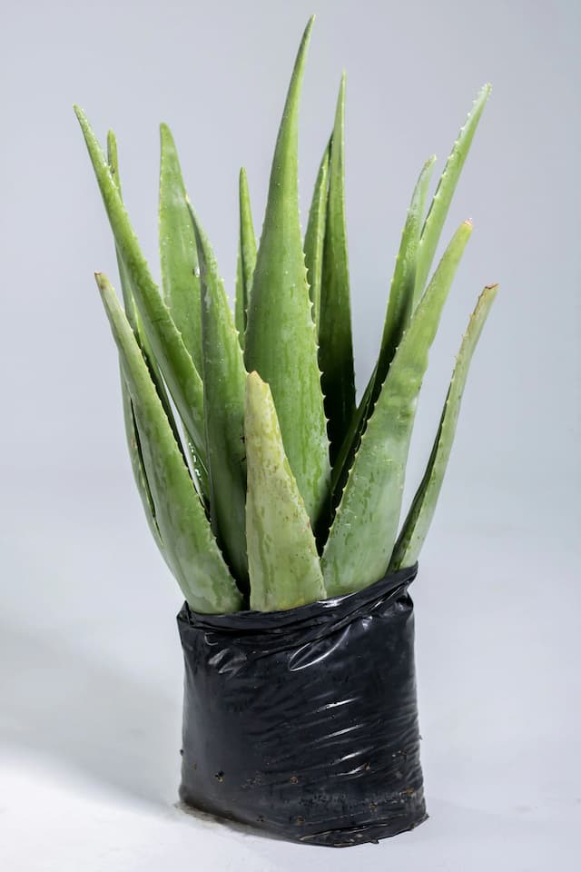 PLANTES ALOE VERA ®